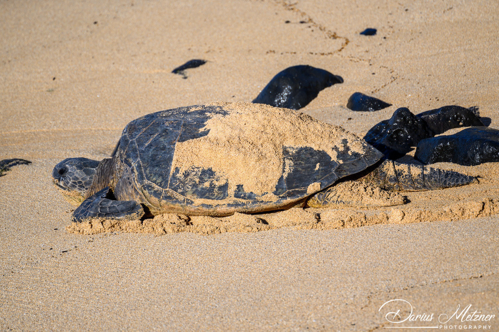 Maui  | Maui auf Hawaii