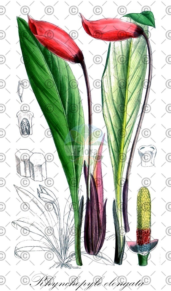 HistAbb_wfo-0001055010_1_ENZY_Simple | Historische Abbildung von Rhynchopyle elongata - Araceae | Historical Illustration of Rhynchopyle elongata - Araceae
