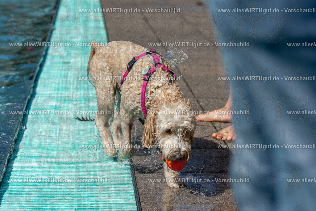 Hundeschwimmen_Volksbad_2026-allesWIRTHgut_Tierfotografie-2609061234-FAY06501 | Professionelle Tierfotografie in Mönchengladbach von Daniel Wirth (allesWIRTHgut). Liebevolle & natürliche Bilder von Hunden & Katzen für unvergessliche Erinnerungen.