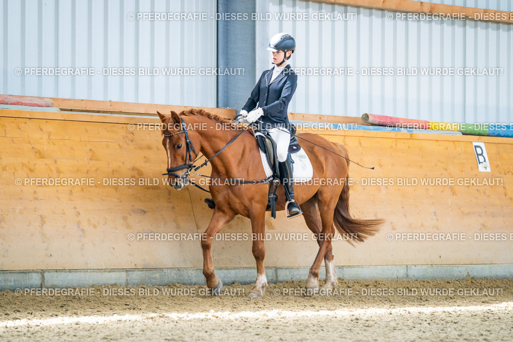 DSC03300 | Pferdegrafie