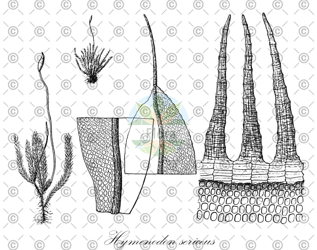 HistAbb_wfo-0001293237_1_ENZY_Simple | Historische Abbildung von Hymenodon sericeus - Orthodontiaceae | Historical Illustration of Hymenodon sericeus - Orthodontiaceae