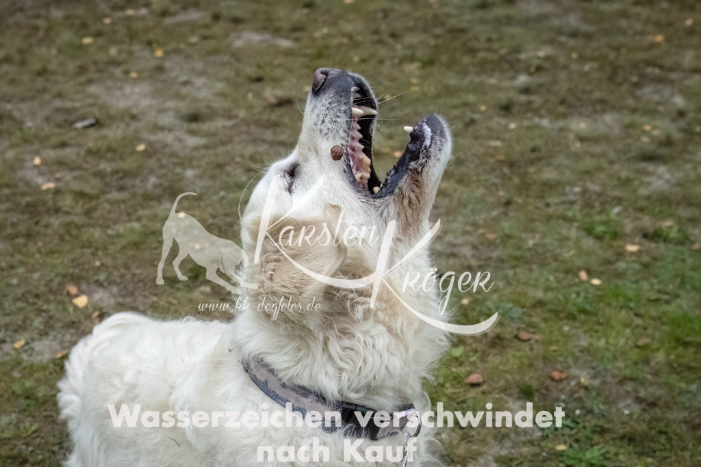 1159_ZZ90255-2-Bearbeitet | kk-dogfotos