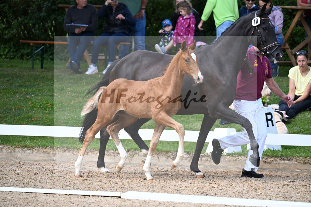 Kat-Nr. 10 Feliciano x Le Vivaldi_HF_Eder_29250335 | hf-fotografie - Realizzato con Pictrs.com