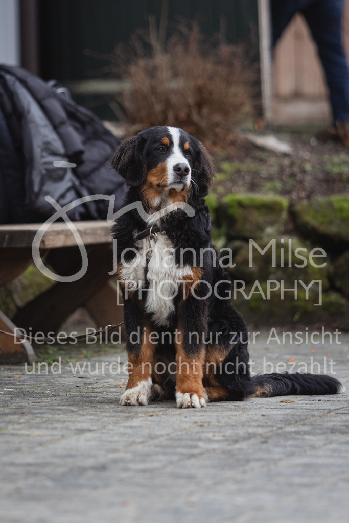 230212_Warstein_Pony-M-237 | Deine schönsten Turniermomente als professionelle Fotos! Entdecke hochwertige Pferdesport-Fotografie im Online-Shop. Jetzt Fotos finden & bestellen!