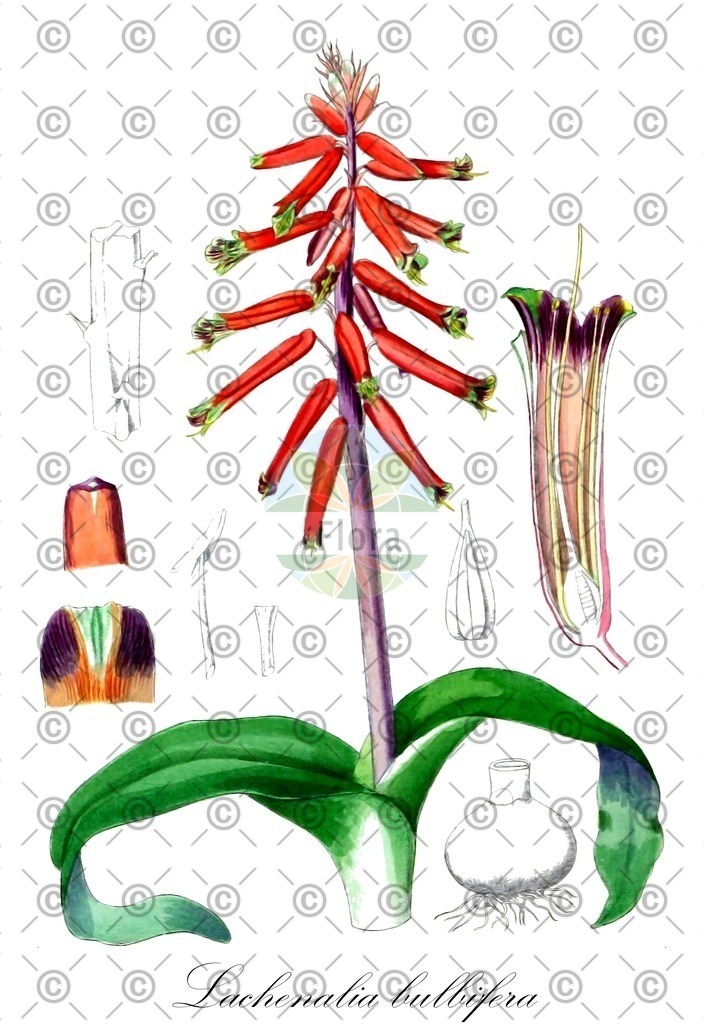 HistAbb_wfo-0001142474_2_ENZY_Simple | Historische Abbildung von Lachenalia bulbifera - Asparagaceae | Historical Illustration of Lachenalia bulbifera - Asparagaceae