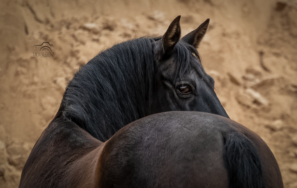 1B1A6118 | Emotionale Pferde- & People-Fotografie rund um Heidelberg, Leimen & Umgebung. Natürliche Fotos von Pferd, Mensch & Familie. Jetzt Termin sichern!