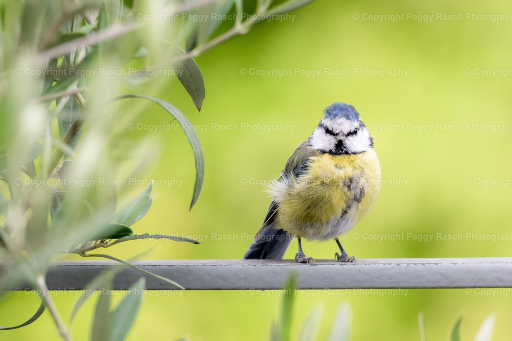 Blaumeise | Blaumeise - Realisiert mit Pictrs.com