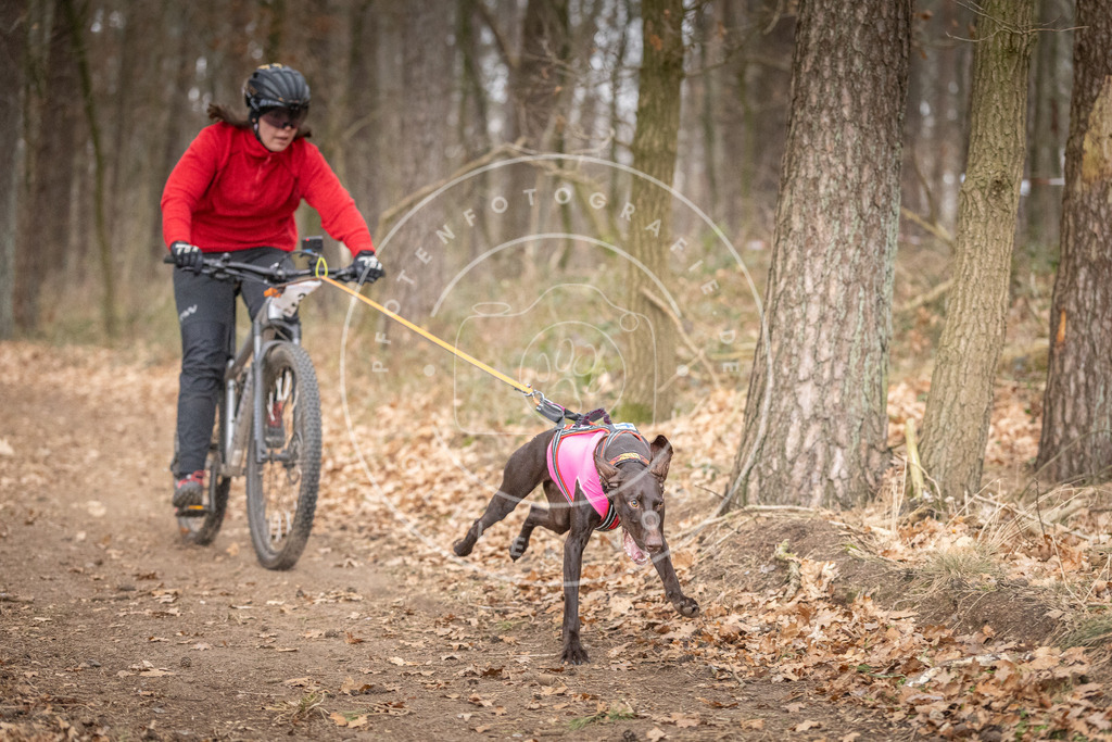 Pfotenfotografie_DV3A5296 | Hundefotografie, Tierfotograf, Pfotenfotografie, Fotoshooting Hund, Hunde Portrait, Hundesport, Hundeportraits, Heideshooting, Hunde, Sportfotograf, Hundefotograf, Turnierhundsport, THS,  - Realisiert mit Pictrs.com