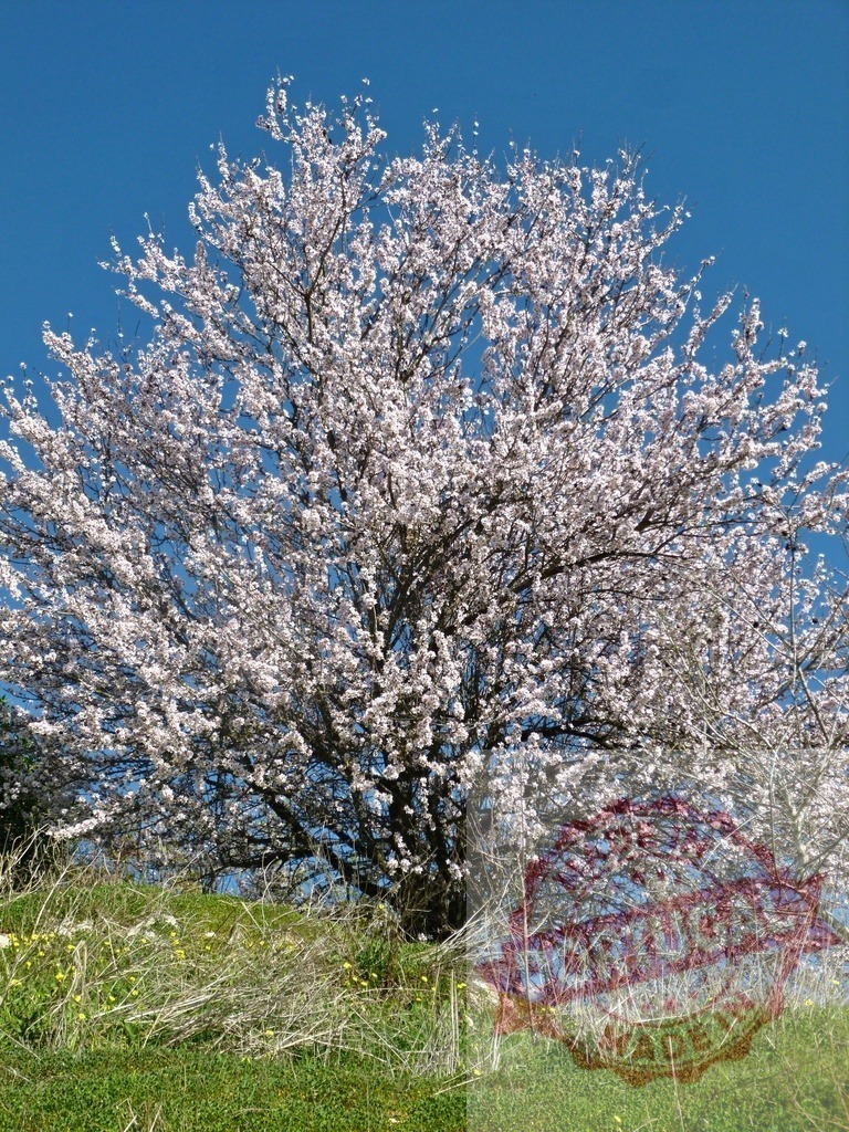 Almond tree blooming in spring with clear blue sky | Almond tree blooming with white flowers against a bright blue sky, signifying spring - Realized with Pictrs.com