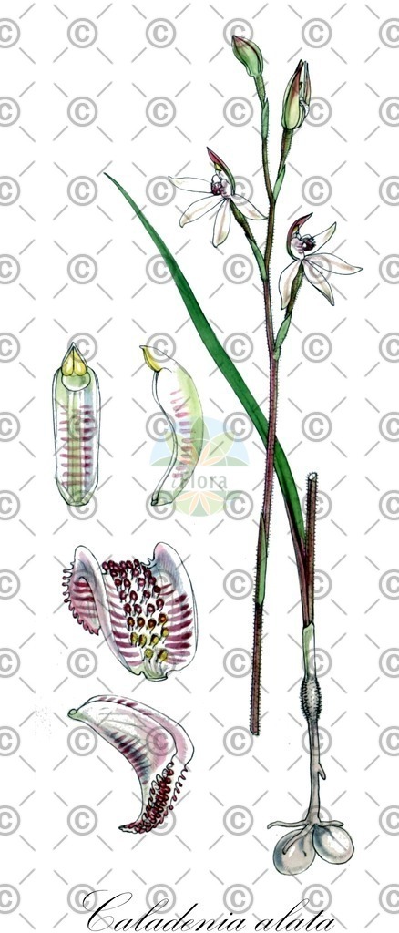 HistAbb_wfo-0000739079_1_ENZY_Simple | Historische Abbildung von Caladenia alata - Orchidaceae | Historical Illustration of Caladenia alata - Orchidaceae