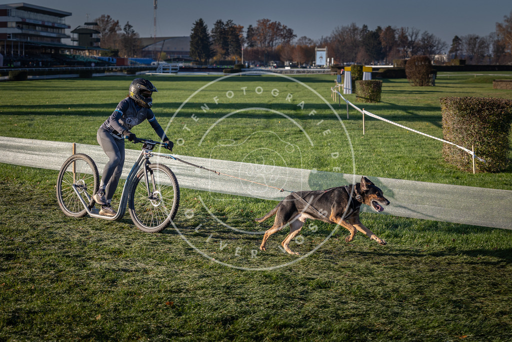 CaniXpix_0L8A3525 | Hundefotografie, Tierfotograf, Pfotenfotografie, Fotoshooting Hund, Hunde Portrait, Hundesport, Hundeportraits, Heideshooting, Hunde, Sportfotograf, Hundefotograf, Turnierhundsport, THS,  - Realisiert mit Pictrs.com