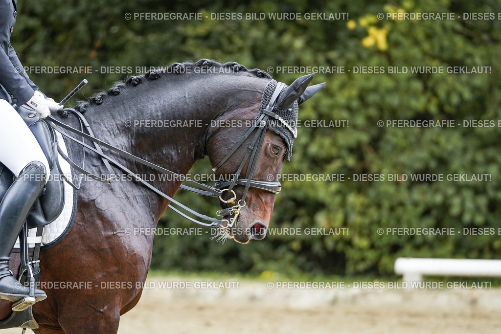 DSC09205 | Pferdegrafie