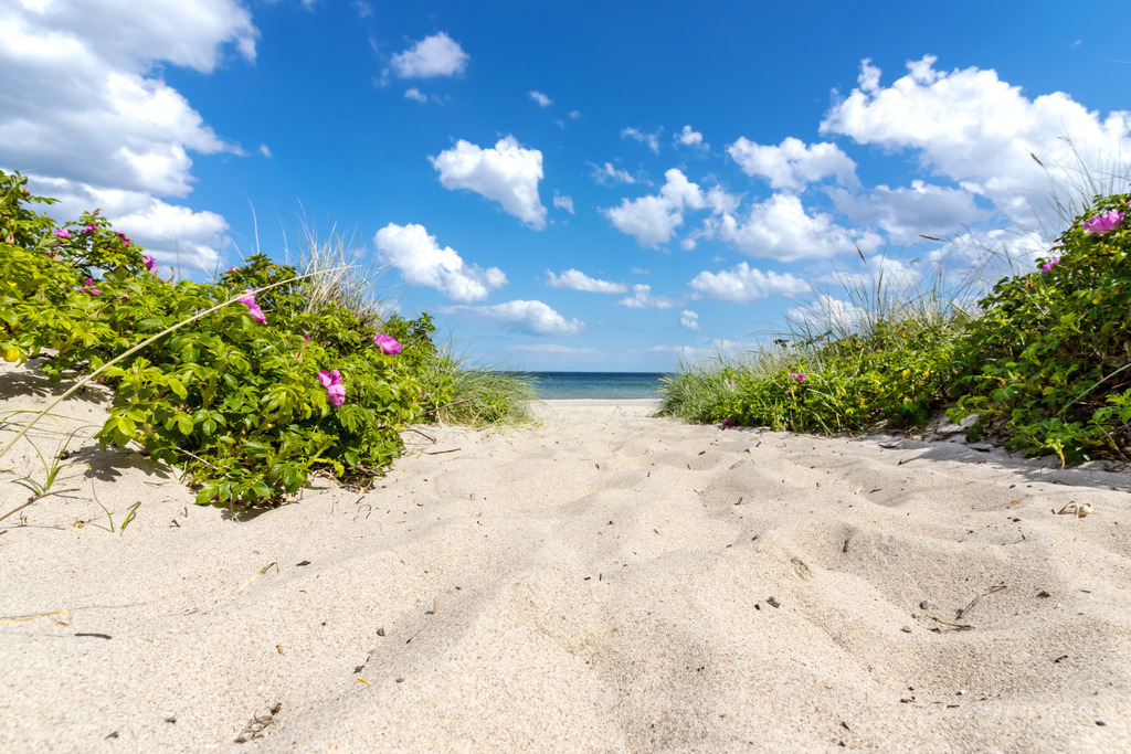 Wandbild: Heckenrosen am Sandweg zum Weidefelder Strand | Dieses Wandbild im Querformat fängt die malerische Schönheit des Sandwegs zum Weidefelder Strand ein. Umgeben von blühenden Heckenrosen und grünem Laub führt der Weg zum Meer. Der blaue Himmel mit den verstreuten, hellen Wolken rundet die idyllische Szenerie perfekt ab. Ideal, um Ihrem Zuhause, Ihrer Ferienwohnung oder Ihrem Büro eine maritime und beruhigende Note zu verleihen. - Realisiert mit Pictrs.com