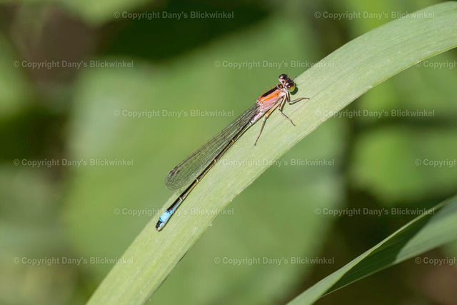 20196 | Tierfotografie, Tierkalender, Tierbilder, Insekten, Spinnen, Vögel, Schmetterling, Libellen, Leinwand, Colorkey, Qualität, Geschenkartikel, Geschenk - Realisiert mit Pictrs.com