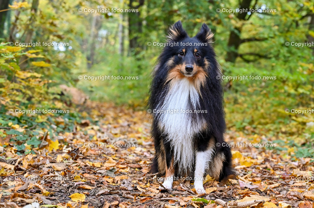 Hund_ Hunde_ Arrigo und Luigi_ 23.11.2021-3 | 23.11.2021, Linz, AUT, Hund, Hunde, im Bild Hund, Hunde, spazieren, Freilaufzone, Spazierweg, Arrigo und Luigi, Herbst