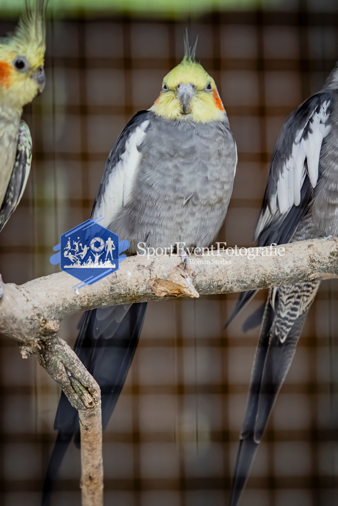 IMG_3154 | SportEventFotografie - Roman Stoiber