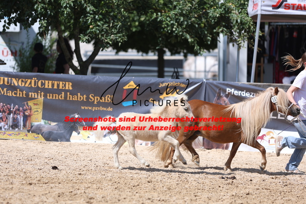 Fohlenschau_Schwäbisch_Hall_Ponys_KN 51_4 | lmwpictures - Realisiert mit Pictrs.com