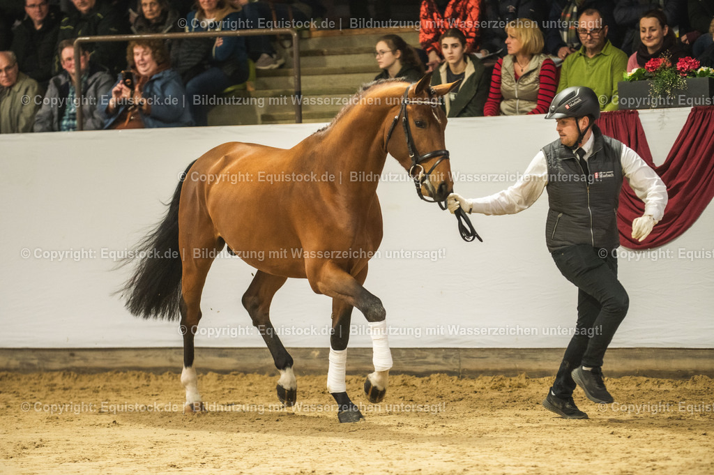 20240302_Hengstvorstellung_Marbach_TOMsPiC_0262 | equistock