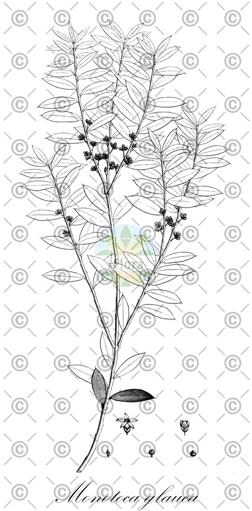 HistAbb_EMP_28804_SRC_Schlechtendal_FLORAD_SIMPLE | Historische Abbildung von Monotoca glauca - Ericaceae | Historical Illustration of Monotoca glauca - Ericaceae