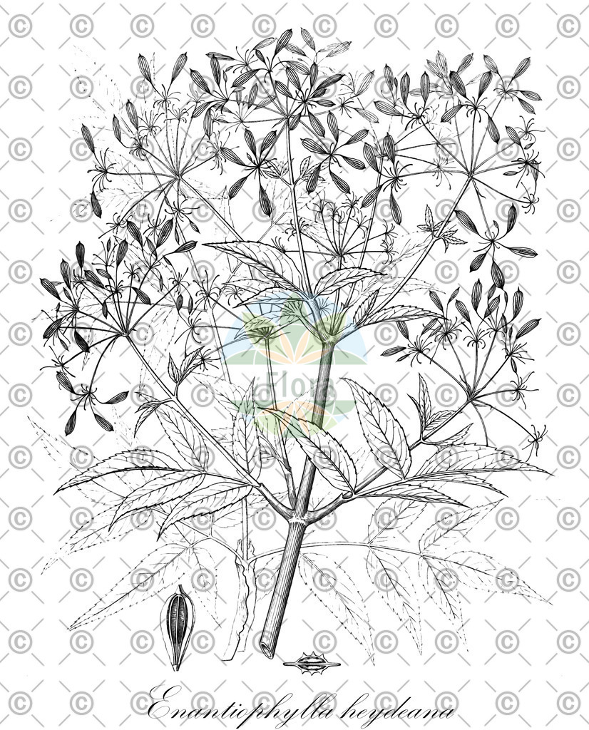 HistAbb_wfo-0001165801_1_ENZY_Simple | Historische Abbildung von Enantiophylla heydeana - Apiaceae | Historical Illustration of Enantiophylla heydeana - Apiaceae