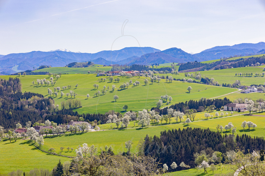 Birnbaumbluetenblick_Mostviertel_Mostdirn_Irmgard_Wieser- | Ihre Fotografin im Lungau, ihre Fotografin im Mostviertel, Wandbilder Onlineshop, Imagefotos für Ihr Unternehmen,  - Realisiert mit Pictrs.com