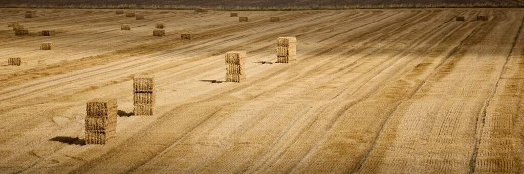 Feld | kleinen-fotografie