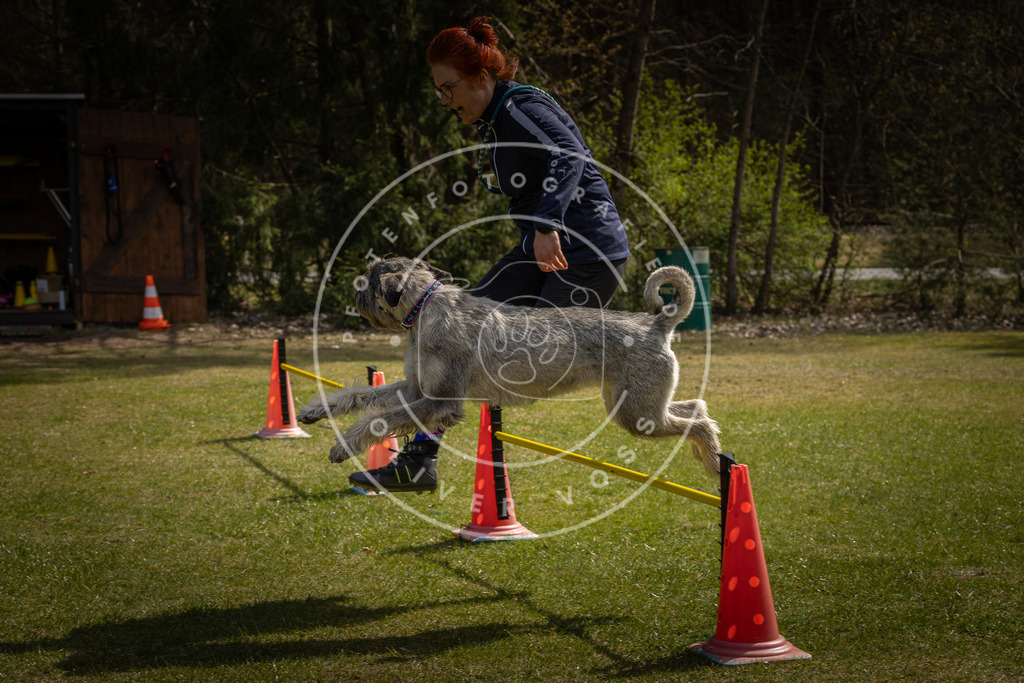 Pfotenfotografie_DV3A3724 | Hundefotografie, Tierfotograf, Pfotenfotografie, Fotoshooting Hund, Hunde Portrait, Hundesport, Hundeportraits, Heideshooting, Hunde, Sportfotograf, Hundefotograf, Turnierhundsport, THS,  - Realisiert mit Pictrs.com