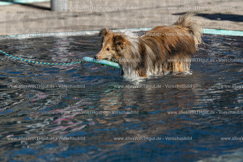 Hundeschwimmen_Volksbad_2026-allesWIRTHgut_Tierfotografie-2609061038-FAY05964 | Professionelle Tierfotografie in Mönchengladbach von Daniel Wirth (allesWIRTHgut). Liebevolle & natürliche Bilder von Hunden & Katzen für unvergessliche Erinnerungen.