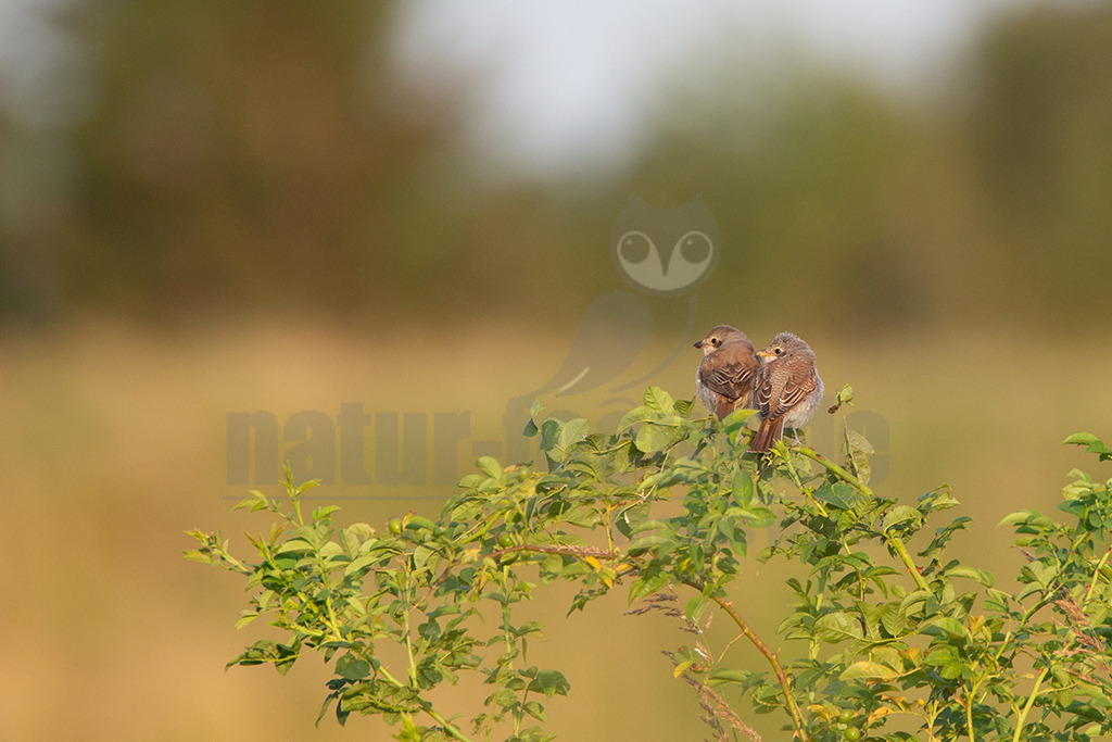 20120729182155 | Der Neuntöter oder Rotrückenwürger ist eine Vogelart aus der Familie der Würger und in Mitteleuropa die häufigste Würgerart. Er ist vor allem durch sein Verhalten bekannt, Beutetiere auf Dornen aufzuspießen. Zu seiner Nahrung zählen vorwiegend Großinsekten, aber auch kleine Säugetiere und Vögel. - Realisiert mit Pictrs.com