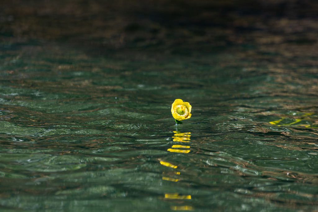 Wellenreiterin | "Der Schmetterling des Wassers", Seerosenknospe auf der Havel - Realisiert mit Pictrs.com