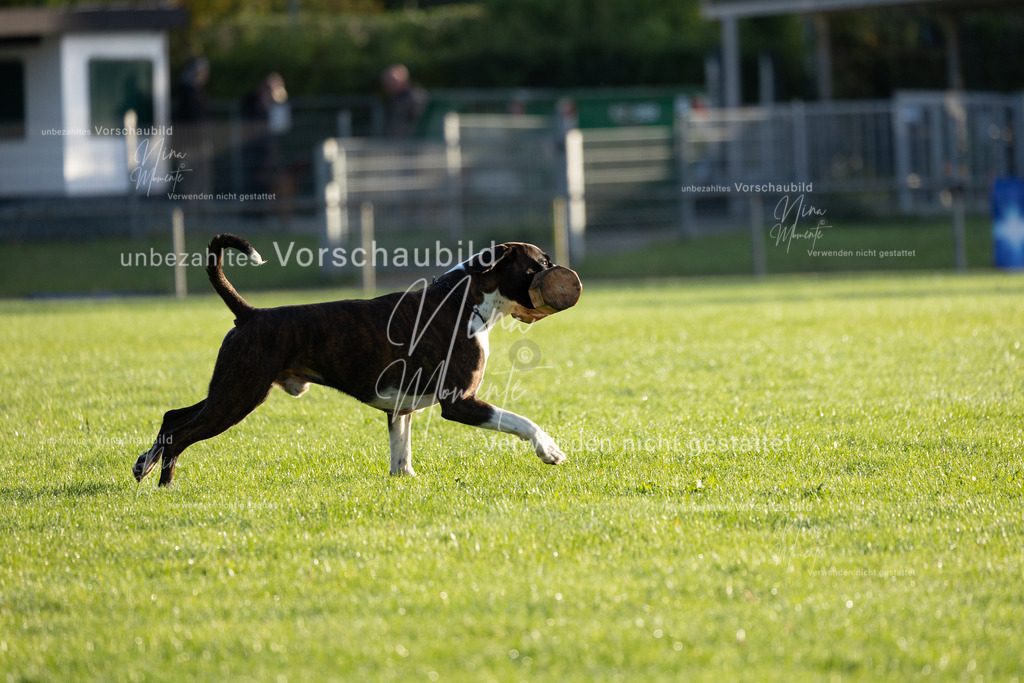 _16A6096 | Einzigartige Fotos von Hunden & Menschen –Actionfotos, Portraits, Vereinsaufnahmen & Paarshootings – authentisch, lebendig & mit Herz.