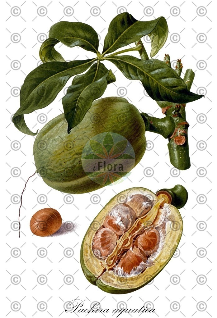 HistAbb_wfo-0000158045_1_ENZY_Simple | Historische Abbildung von Pachira aquatica - Malvaceae | Historical Illustration of Pachira aquatica - Malvaceae