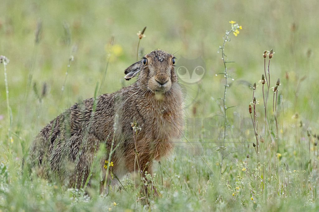 R7NF7626_20240508_20240508 | Der Feldhase (Lepus europaeus) ist ein faszinierendes Tier: Er ist nicht nur ein Meister der Tarnung mit einem ausgezeichneten Gehör, sondern auch ein exzellenter Sprinter mit einer ausgefeilten Fluchttechnik, den so schnell keiner einholt. Doch leider machen insbesondere die Intensivierung der Landwirtschaft und die Zerschneidung der Landschaft dem Feldhasen das Leben schwer. - Realisiert mit Pictrs.com