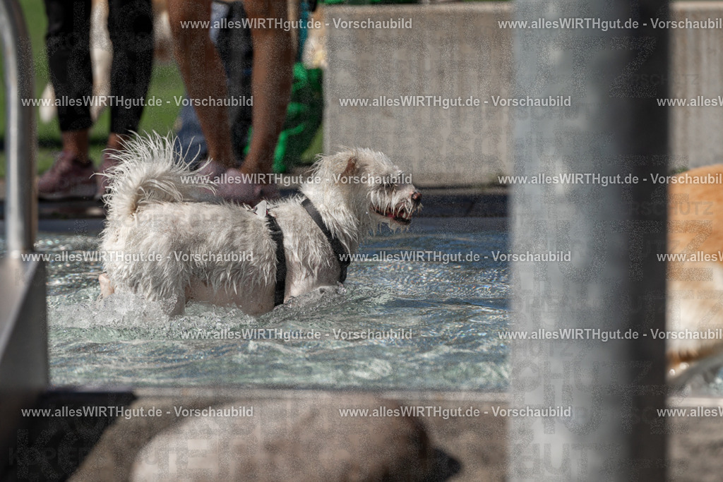 Hundeschwimmen_Volksbad_2026-allesWIRTHgut_Tierfotografie-2609061256-FAY06622 | Professionelle Tierfotografie in Mönchengladbach von Daniel Wirth (allesWIRTHgut). Liebevolle & natürliche Bilder von Hunden & Katzen für unvergessliche Erinnerungen.