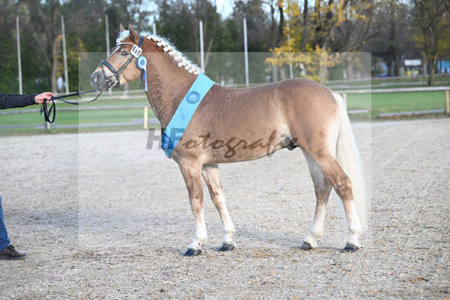 Kat-Nr. 8 Simba L v. Sonnenkoenig-Gold_Kappelsberger_43250816 | hf-fotografie - Realized with Pictrs.com