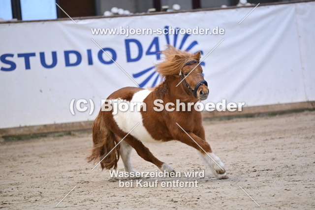 27_Paul - Waulkmill Macrory_963_0676 | Björn Schroeder Pferdefotografie