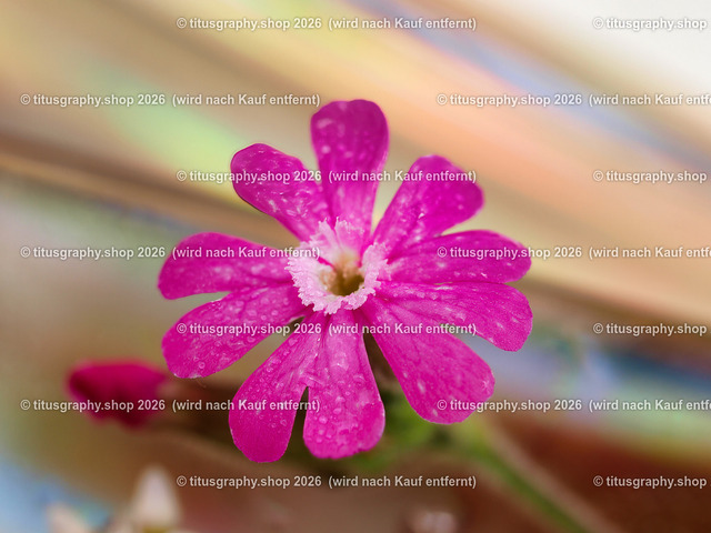 titusgraphy_P6277547-vz-ln | titusgraphy-shop: Geschenkideen mit Qualitätsfotos. titusgraphy-shop: gift ideas with quality photos. titusgraphy-shop: idées cadeaux avec photos de qualité.  - Realisiert mit Pictrs.com