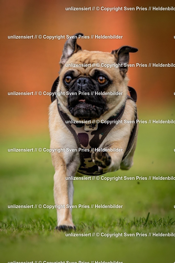 Sven Pries | 2024-09-22 - Hunderennen Baden-BadenPudelverein - Realisiert mit Pictrs.com