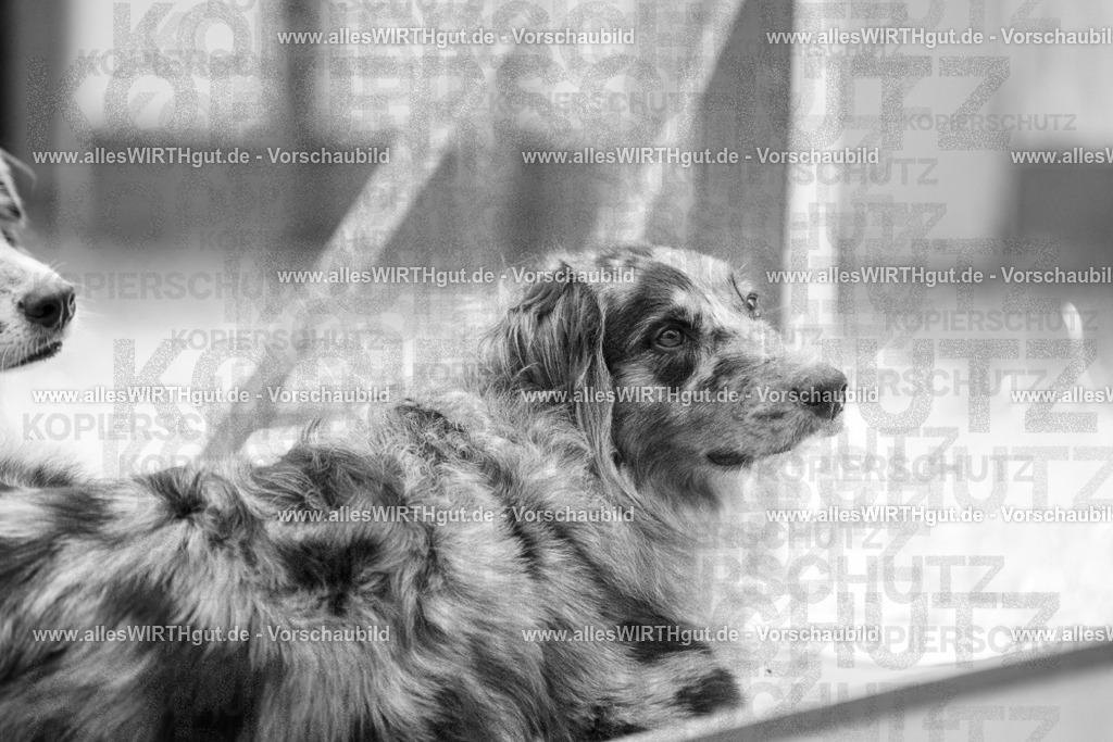 @allesWIRTHgut_Tierfotografie - www.allesWIRTHgut.de - 7R504114 | Professionelle Tierfotografie in Mönchengladbach von Daniel Wirth (allesWIRTHgut). Liebevolle & natürliche Bilder von Hunden & Katzen für unvergessliche Erinnerungen.