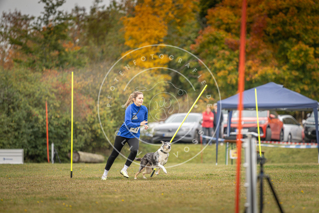 Pfotenfotografie_DV3A3387 | Hundefotografie, Tierfotograf, Pfotenfotografie, Fotoshooting Hund, Hunde Portrait, Hundesport, Hundeportraits, Heideshooting, Hunde, Sportfotograf, Hundefotograf, Turnierhundsport, THS,  - Realisiert mit Pictrs.com