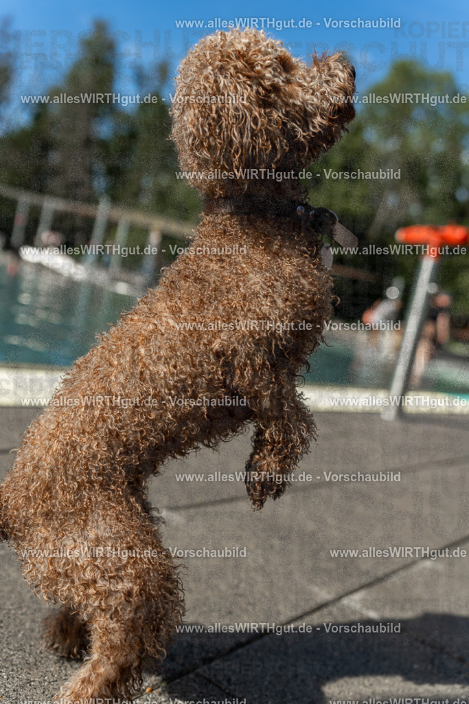 Hundeschwimmen_Volksbad_2026-allesWIRTHgut_Tierfotografie-2609061541-7R501705 | Professionelle Tierfotografie in Mönchengladbach von Daniel Wirth (allesWIRTHgut). Liebevolle & natürliche Bilder von Hunden & Katzen für unvergessliche Erinnerungen.