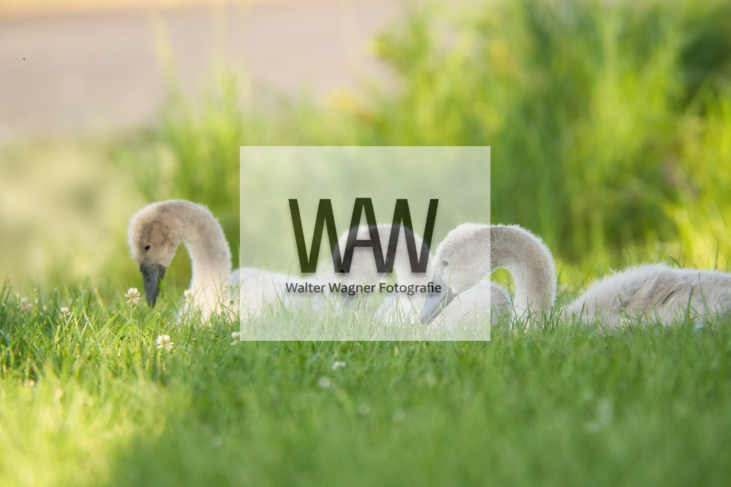 Schwäne am Gaishorner See | walter-wagner-fotografie