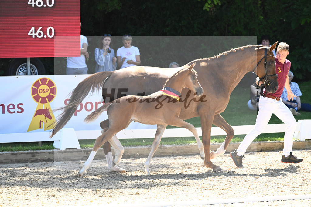 Kat-Nr. 43 SF DSP Va Bene x Quaterback_Kloessinger_27230761 | hf-fotografie - Realisiert mit Pictrs.com