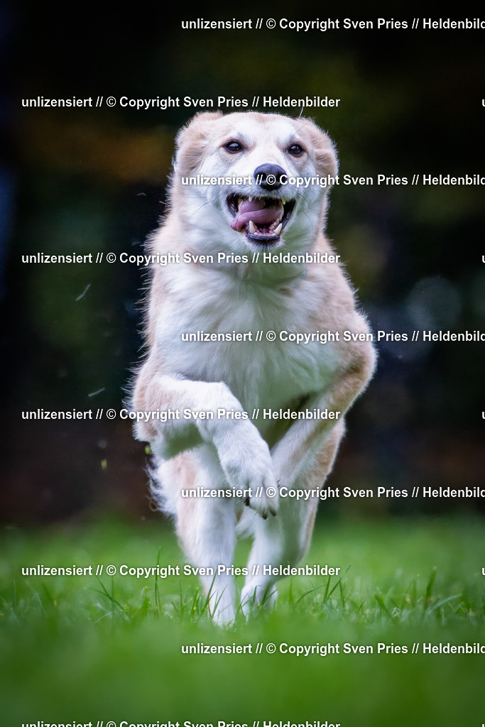 Sven Pries | 2024-10-19 - Hunderennen Ober-Grombach - Realisiert mit Pictrs.com