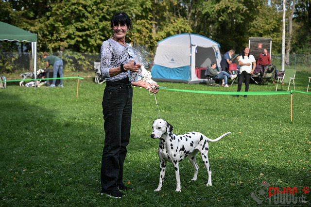 Dalamtinerausstellung RGA Mainz 2023 | Dalamtinerausstellung RGA Mainz 2023. 30.09.2023 Foto: Leo Wyden