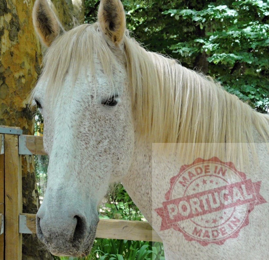Flea-bitten grey horse standing outdoors on a farm | Flea-bitten grey horse closeup portrait standing next to a wooden fence - Realized with Pictrs.com