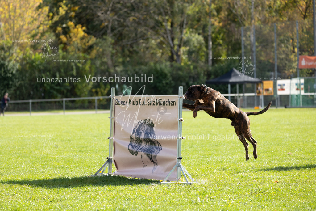 _16A6826 | Einzigartige Fotos von Hunden & Menschen –Actionfotos, Portraits, Vereinsaufnahmen & Paarshootings – authentisch, lebendig & mit Herz.