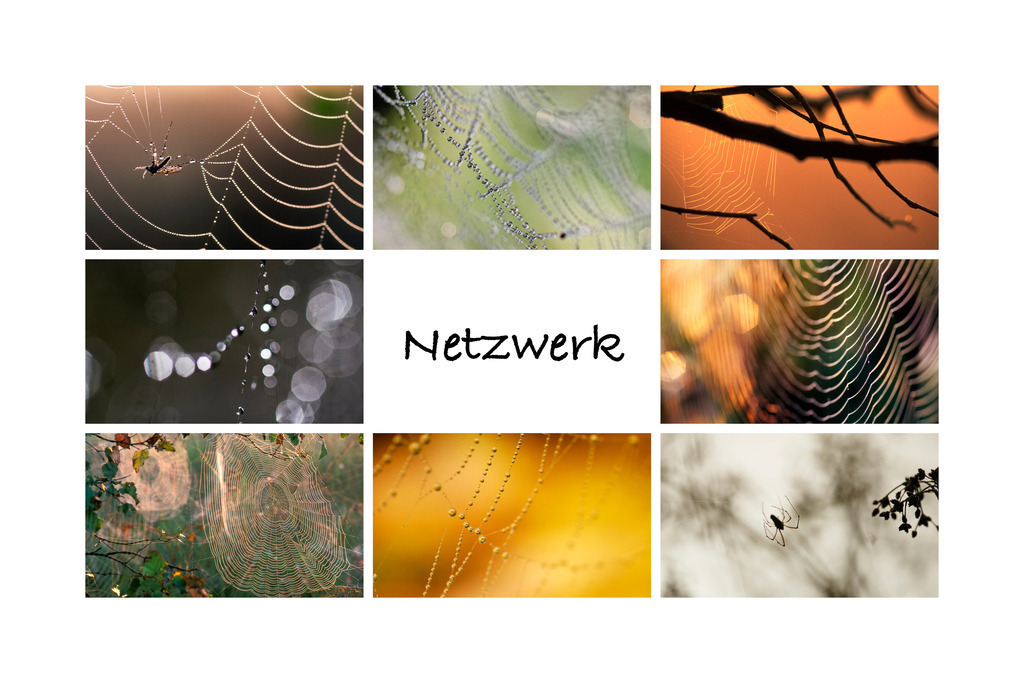 Fotocollage Spinnweben | Stockfotografie und Reportagefotos, geeignet für Medien und Presse als Download (inkl. Redakteur-Zugang), sowie als Deko- Schmuck- und Wandbilder. Handgemacht und 100% KI frei. - Realisiert mit Pictrs.com