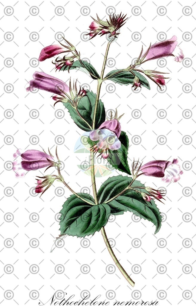 HistAbb_wfo-0000252105_1_ENZY_Simple | Historische Abbildung von Nothochelone nemorosa - Plantaginaceae | Historical Illustration of Nothochelone nemorosa - Plantaginaceae