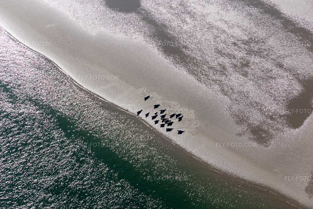 Aerial view: South American sea lions and harbor seals at the tidal channel to the Peter Meyers sandbank in the south of the North Sea island of Fanø in Fanø in the state South Denmark, Denmark.Photo: IMG_118661.jpg taken on 09/21/2019 by Werner Riehm/FLY-FOTO.comResolution of the original: 5472 x 3648 px